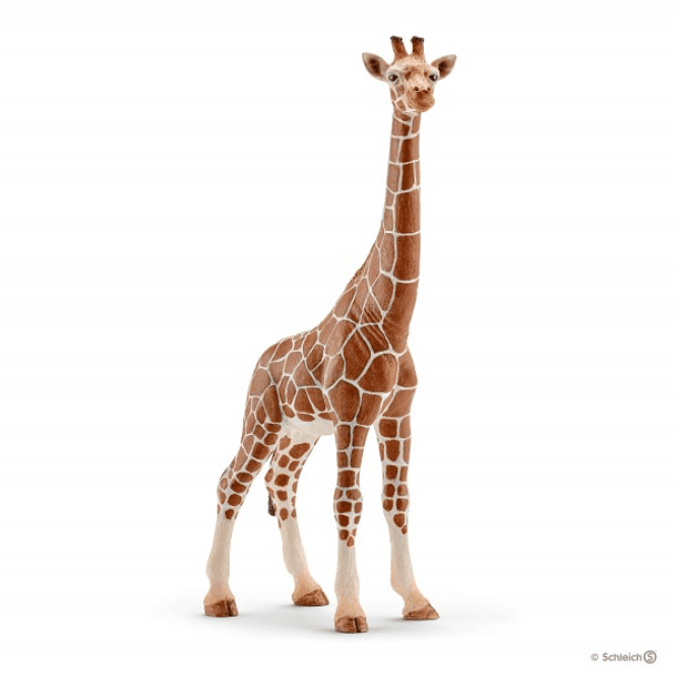 Girafa, fêmea 