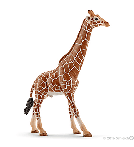 Girafa, macho