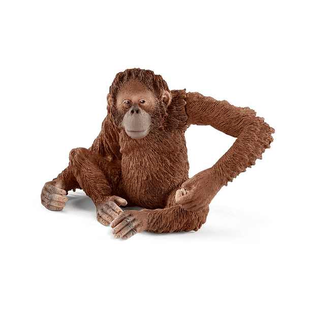 Orangotango, fêmea 