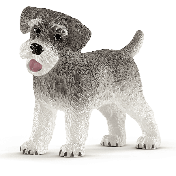 Schnauzer 