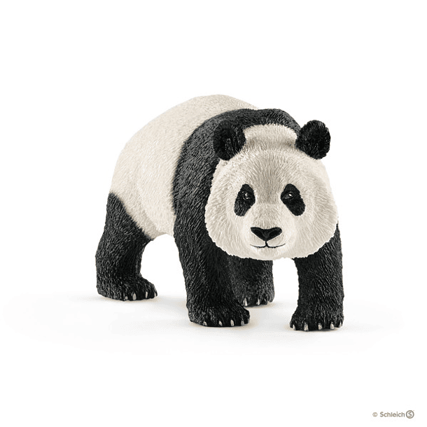 Panda Gigante, macho 