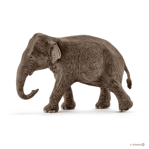 Elefante Asiático, fêmea 