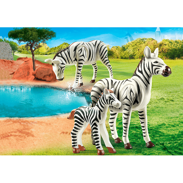 Zebras com Bebé 2
