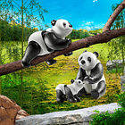 Pandas com Bebé 3