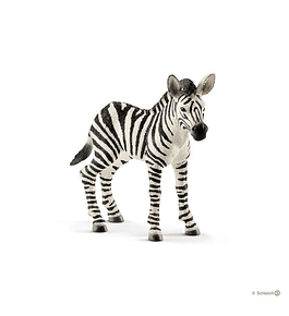 Zebra, cria