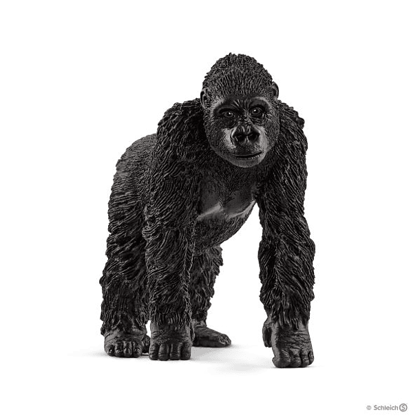 Gorila, fêmea 