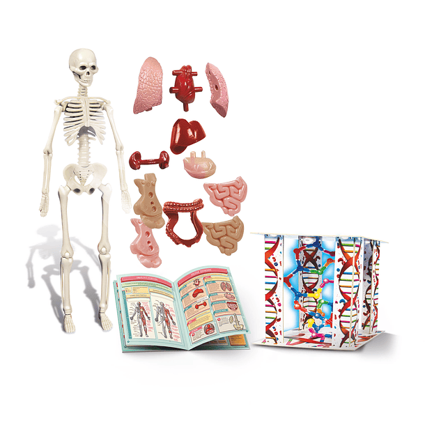 Kit do Corpo Humano 2