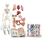 Kit do Corpo Humano 2