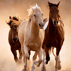 Puzzle 1000 pçs - Running Horses 2