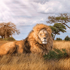 Puzzle 1000 pçs - The King 2