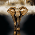 Puzzle 1000 pçs - The Elephant 2