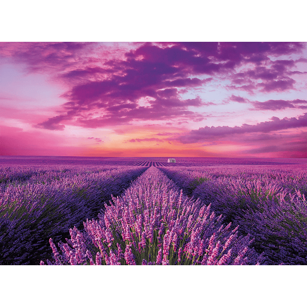Puzzle 1000 pçs - Lavender Field 2