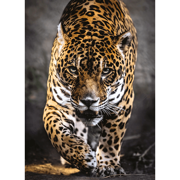Puzzle 1000 pçs - Walk of the Jaguar 2