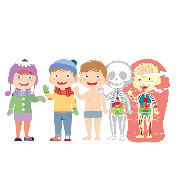 Aprende o Corpo Humano 4