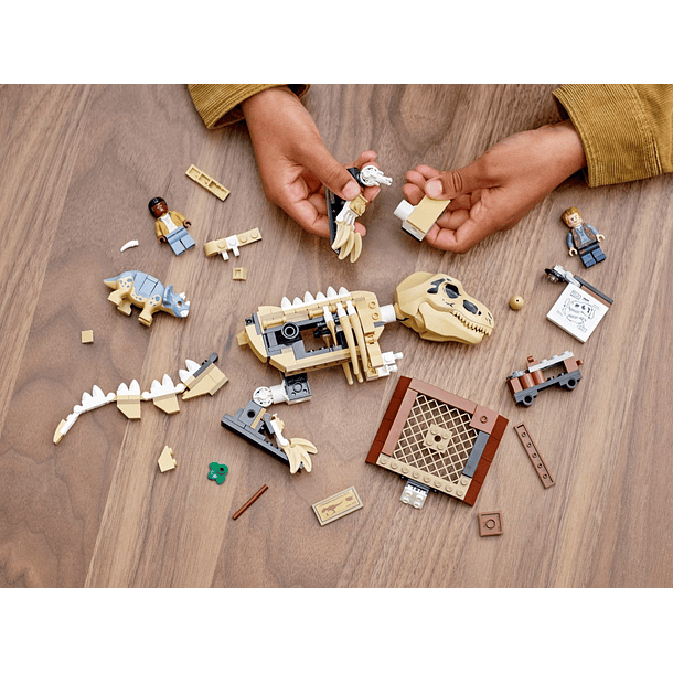 Exposição de Fóssil do Dinossauro T-Rex 3