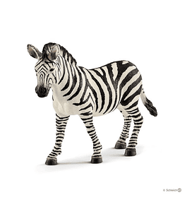 Zebra, fêmea