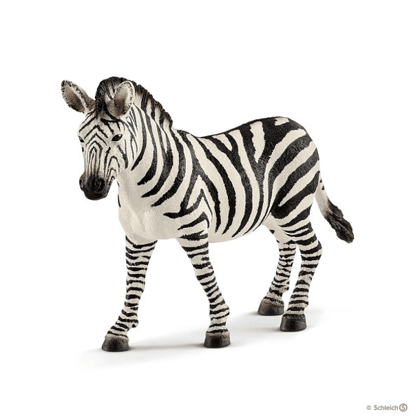 Zebra, fêmea 