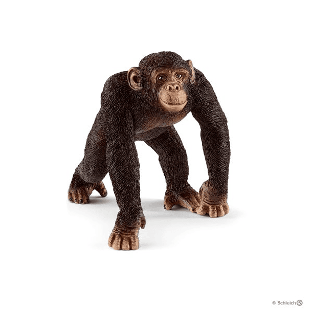Chimpanzé 