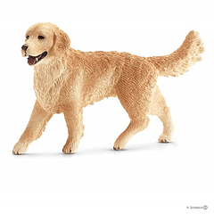 Golden Retriever, fêmea