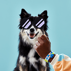 A Minha Pulseira de Animais de Estimação 5