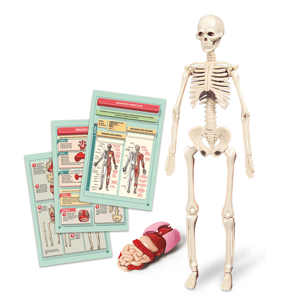 Kit Corpo Humano 2