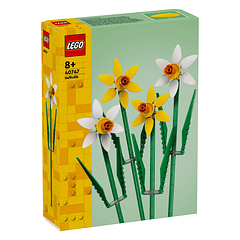 Narcisos