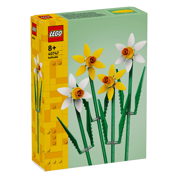 Narcisos 1