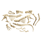 Kit Arqueologia - T-Rex Gigante 4