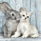 Puzzle 500 pçs - Cat & Bunny 2