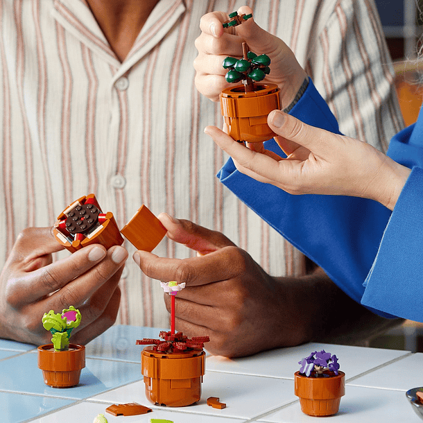 Plantas em Miniatura 10