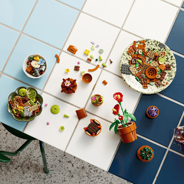 Plantas em Miniatura 5