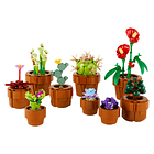 Plantas em Miniatura 2