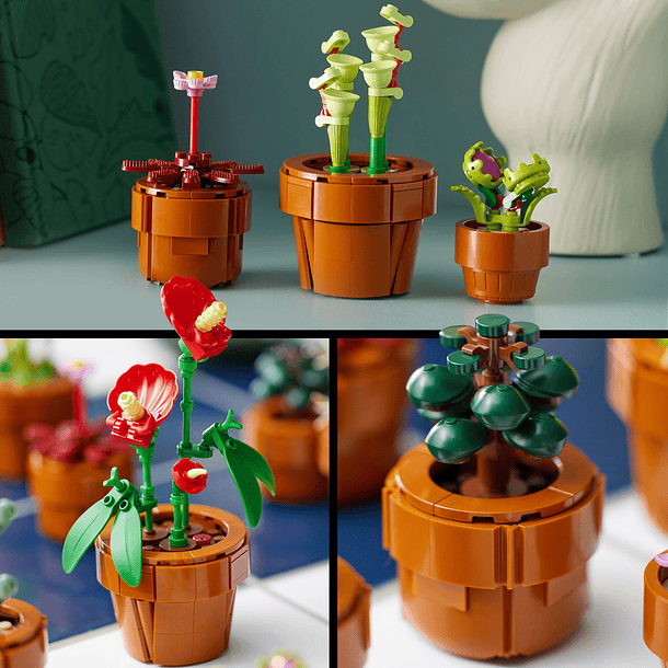 Plantas em Miniatura 8