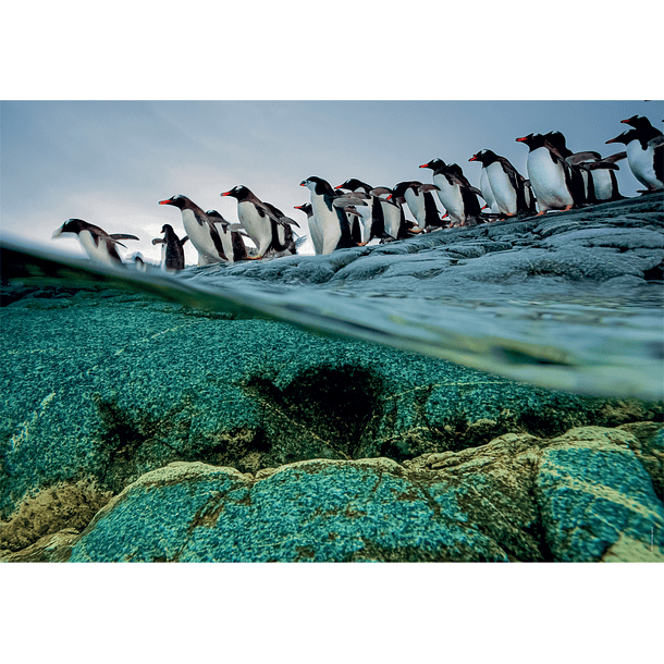 Puzzle 1000 pçs - National Geographic 2