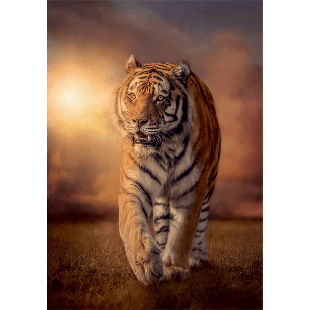 Puzzle 1000 pçs - Tiger 2