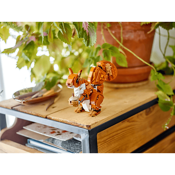 Animais da Floresta: Raposa Vermelha 7