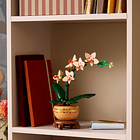 Orquídea em Miniatura 3