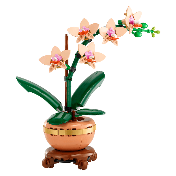Orquídea em Miniatura 2