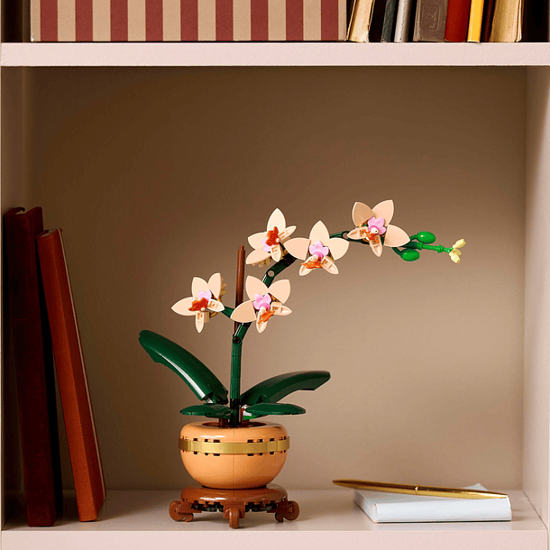 Orquídea em Miniatura 4