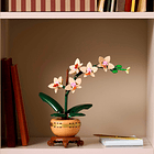 Orquídea em Miniatura 4