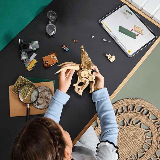 Fósseis de Dinossauros: Crânio de Triceratops 6