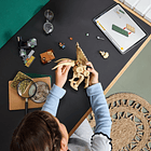 Fósseis de Dinossauros: Crânio de Triceratops 6