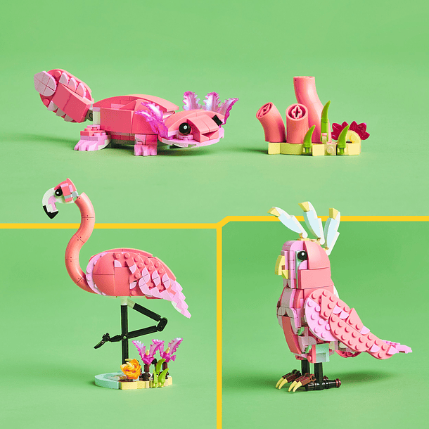 Animais Selvagens: Flamingo Cor-de-Rosa 8