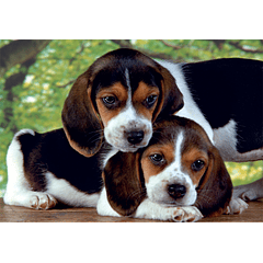 Puzzle 500 pçs - Close Together