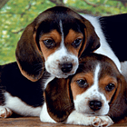 Puzzle 500 pçs - Close Together 2