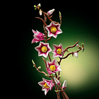 Ramos de Magnólia 3