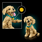 Cachorrinho Golden Retriever 4