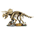 Fósseis de Dinossauros: Triceratops 2