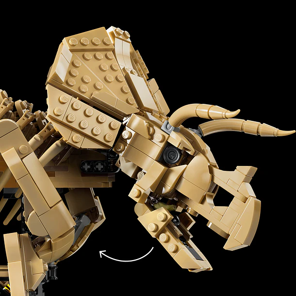 Fósseis de Dinossauros: Triceratops 5