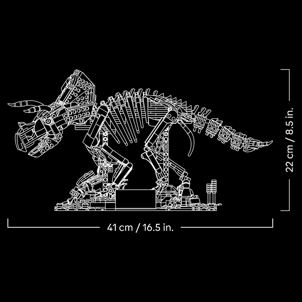 Fósseis de Dinossauros: Triceratops 6